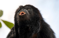 Wildlife